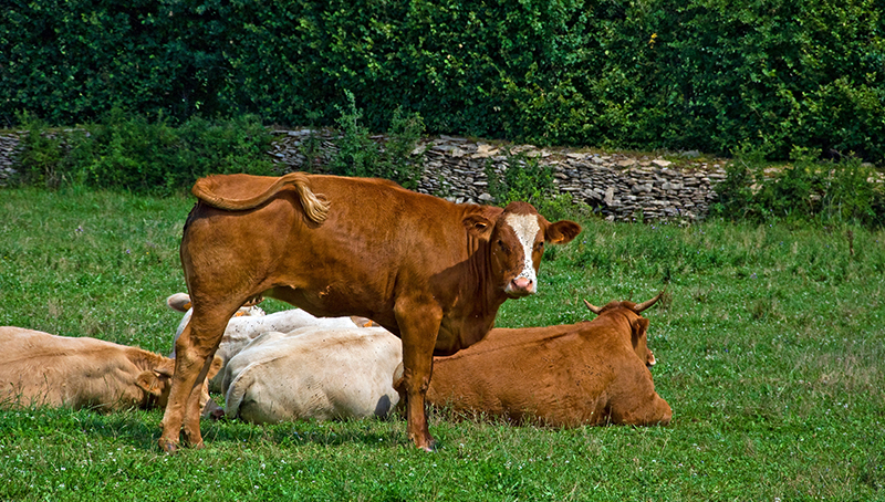 montant-aides-couplees-animale-filiere-bovine-campagne-2022-63eb9fbe6cddf739781295.jpg