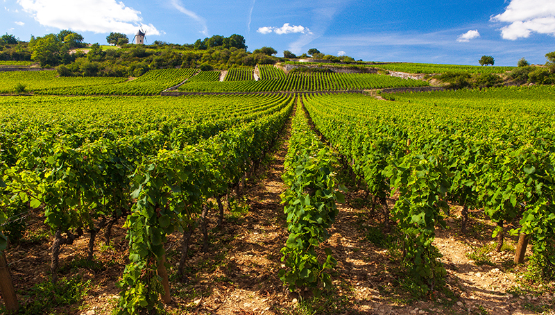 filiere-vitivinicole-commission-europeenne-decide-mettre-place-mesures-crise-64a40a491ef7e898999047.jpg